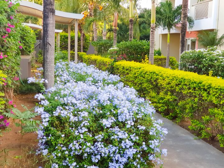 Garden path with plumbago